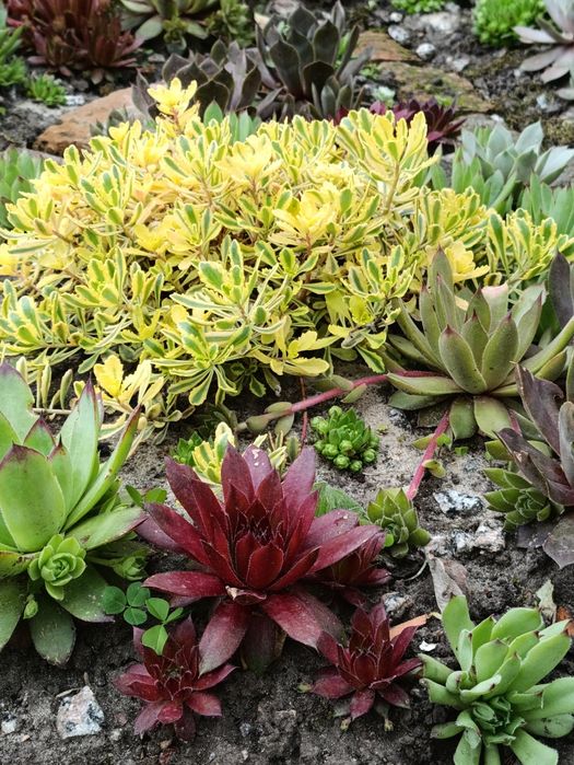 Вуличні Квіти Sempervivum  Вічноживучий  Молодила Кам'яна троянда молодило каменная роза молодило