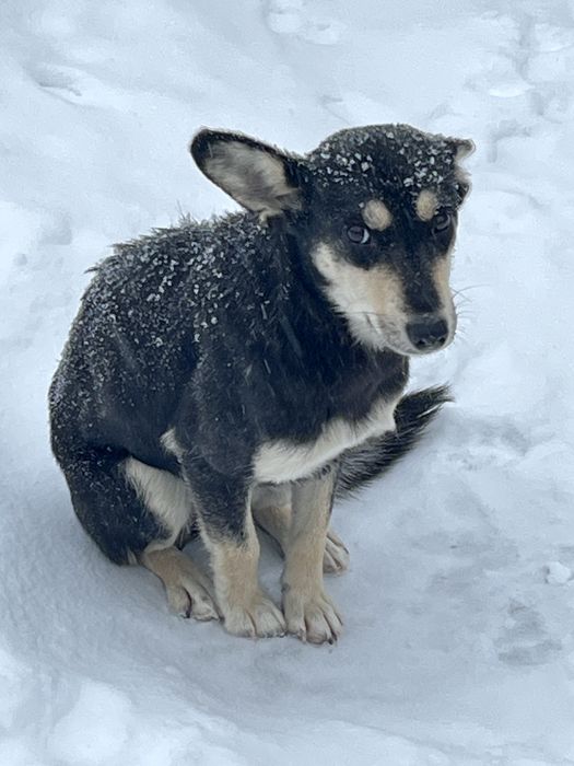 Віддам молоду стерелізовану і прищеплену собаку у добрі руки
