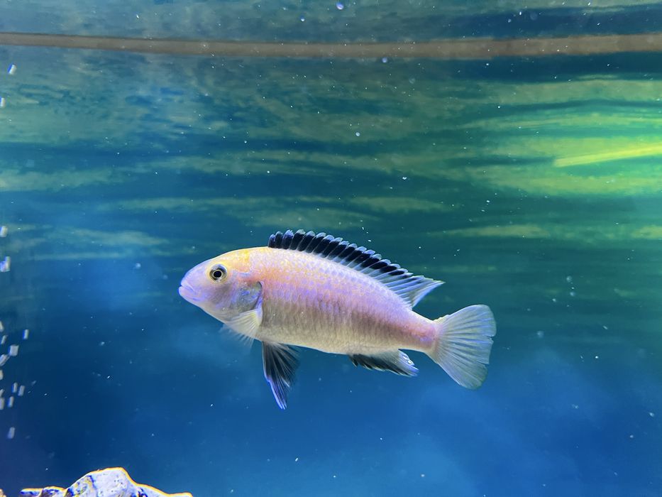 Цихліди Лабідохроміс "Єллоу", малаві