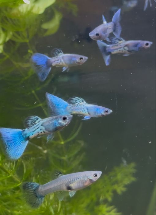 Casais Guppy Sky Blue