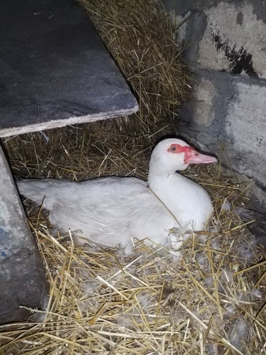 Продам мускусних качок