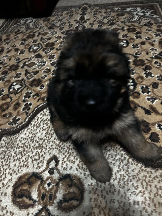 Німецька вівчарка