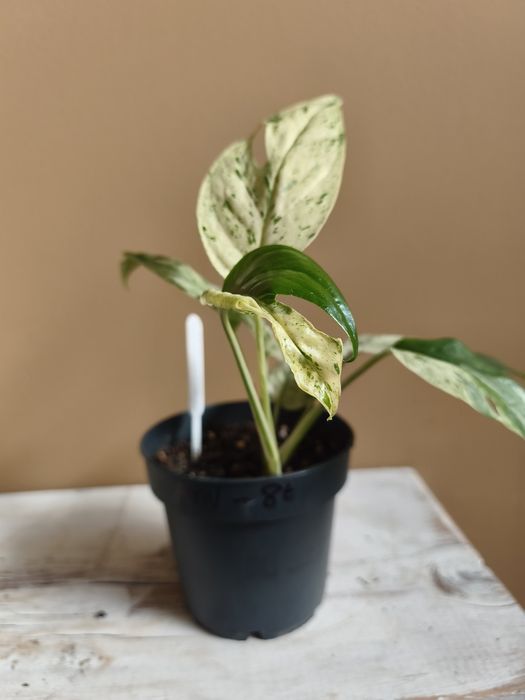 Planta: Epipremnum Pinnatum 'Marble' Variegata