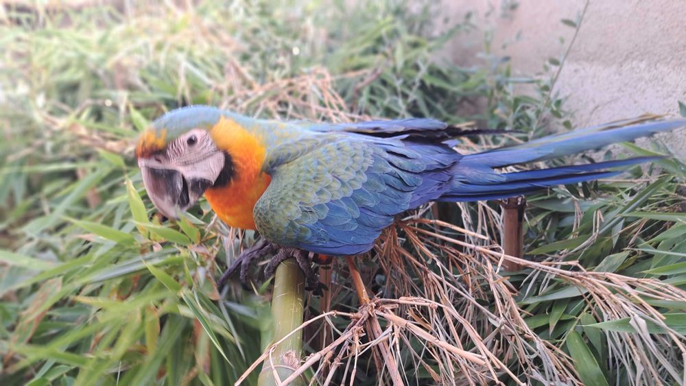 Araras , Miligold. exóticas