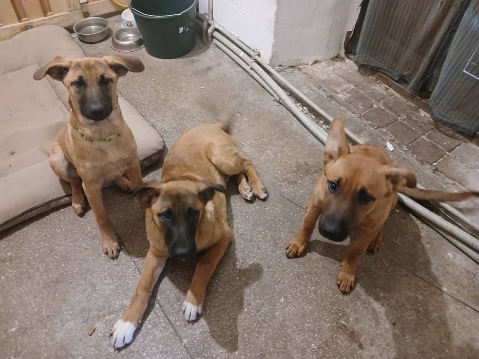 Малінуа, бельгійська вівчарка.