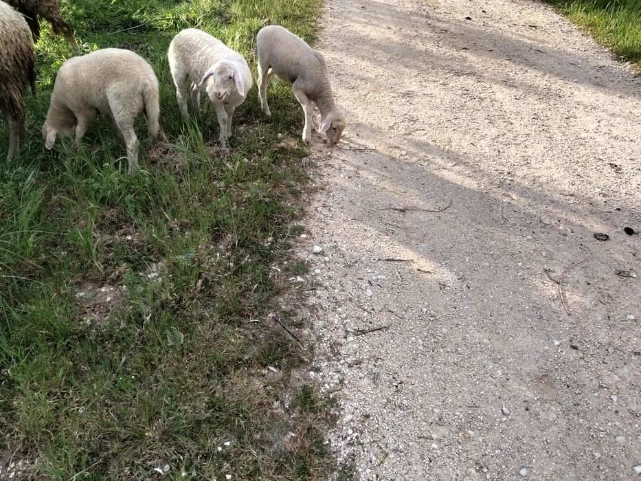 Vende-se três borregos
