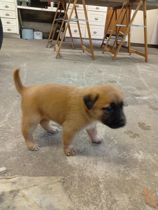 Para adoção cachorro