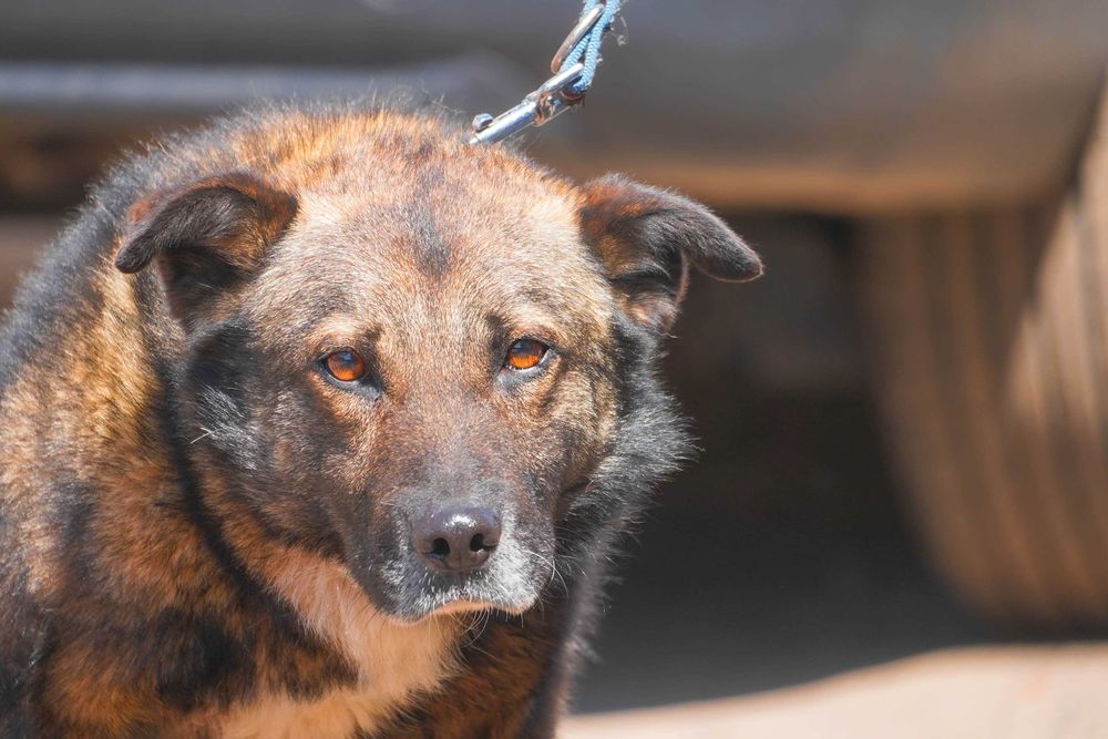 Tadek - mega fajny pies szuka domu