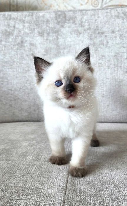 Kocurek Ragdoll z rodowodem