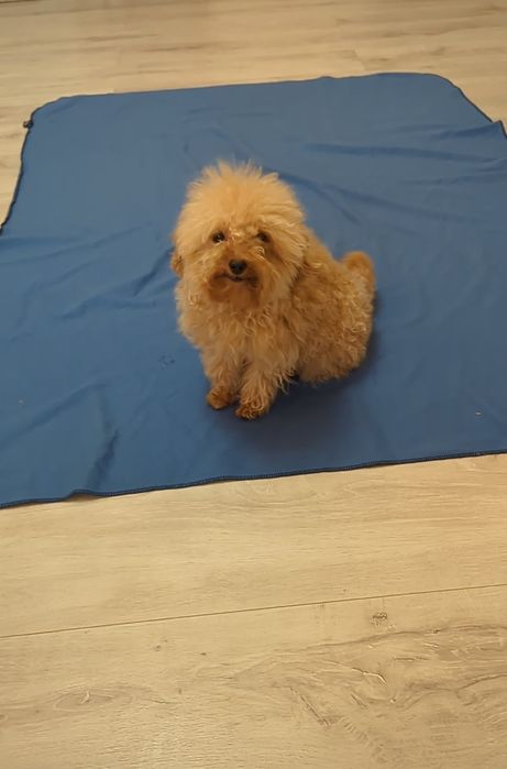 Мини девочка мальтипу  1,6 кг