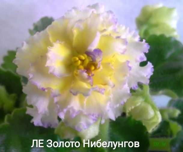 Фіалка Пломбір з чорницею