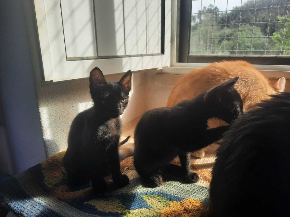 Gatinho laranja e gatinha preta