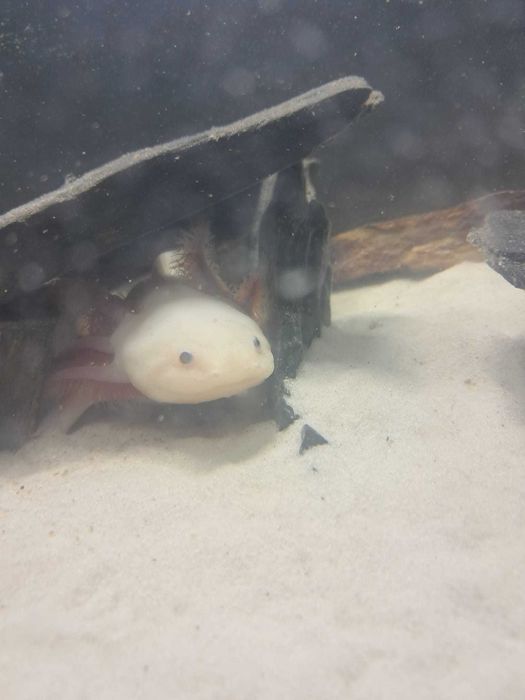 Axolotes adultos