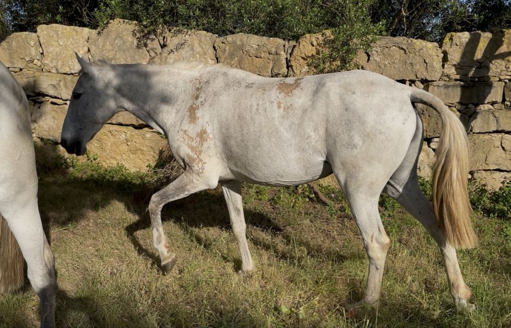 Égua PSL pontuada