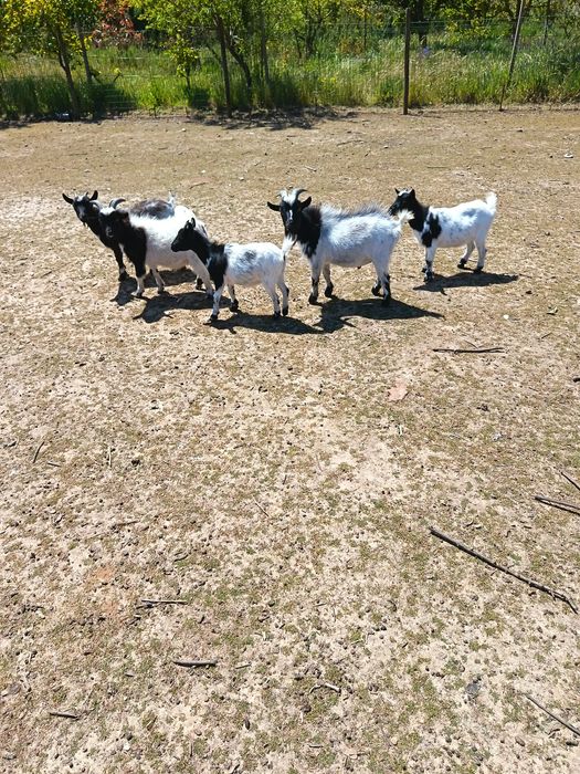 Cabras anãs (machos e fêmeas)