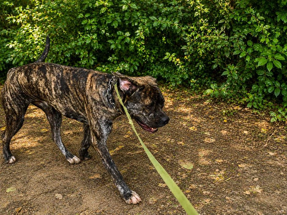 Pies w typie cane corso