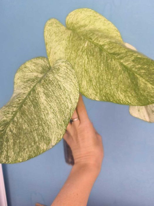 Монстера Фулл Мінт/Monstera Full Mint, ароїдні