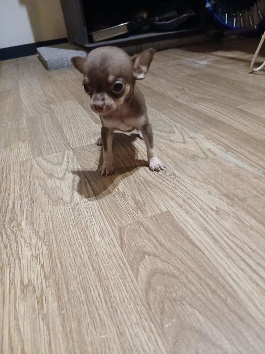 macho da raça Chihuahua, muito pequena cor chocolate