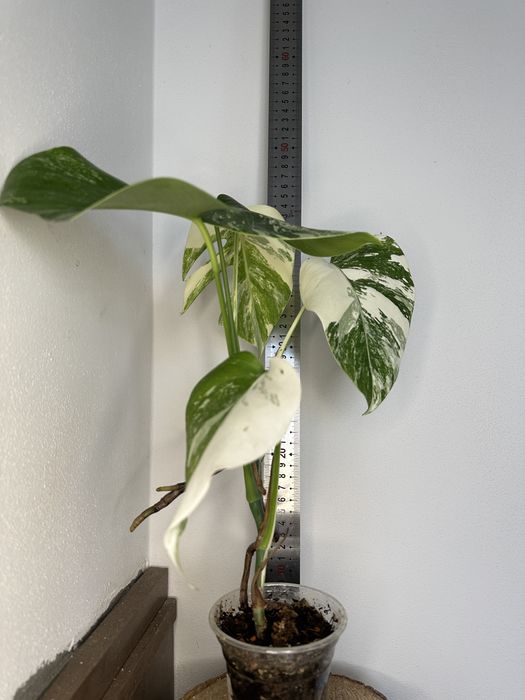 Монстера Monstera  deliciosa 'Albo Variegata.