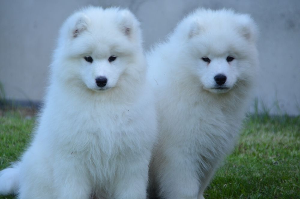 Samoyed ZKwP FCI