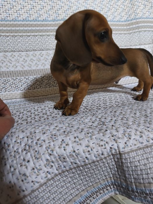 Teckel miniatura