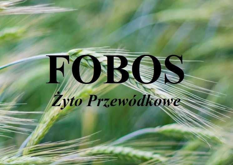 Żyto Jare FOBOS - Nasiona Żyta Smolice ( Bojko Elara Ananke )