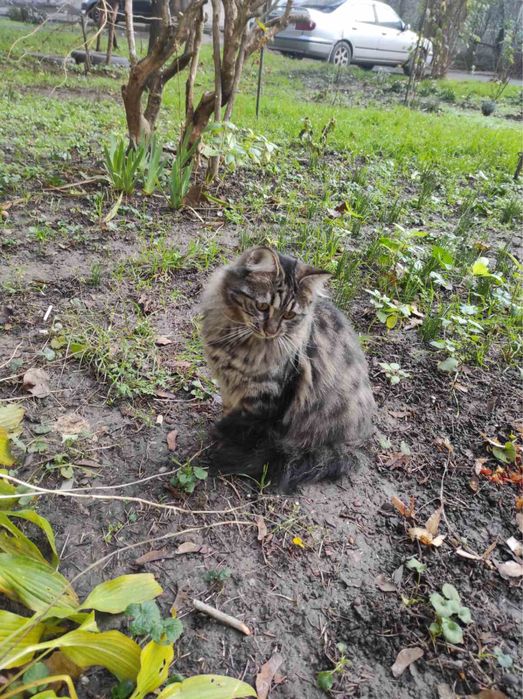 Кошечка ищет дом