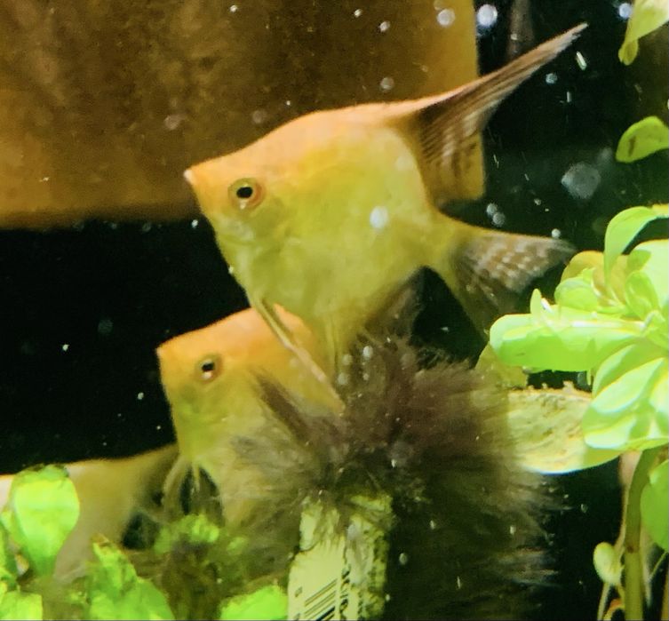 Skalar Bulgarian Orange