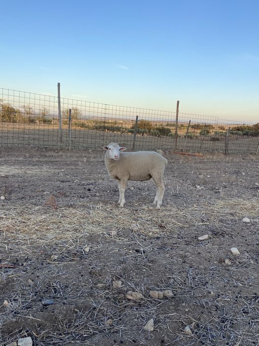 Malato cruzado merino com ile france