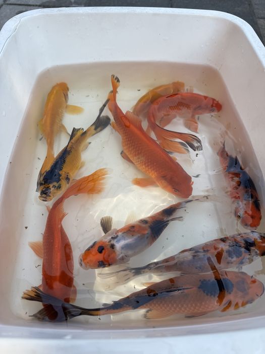Ryby ozdobne do oczek wodnych – koi japońskie, orfa, karaś,jesiotr
