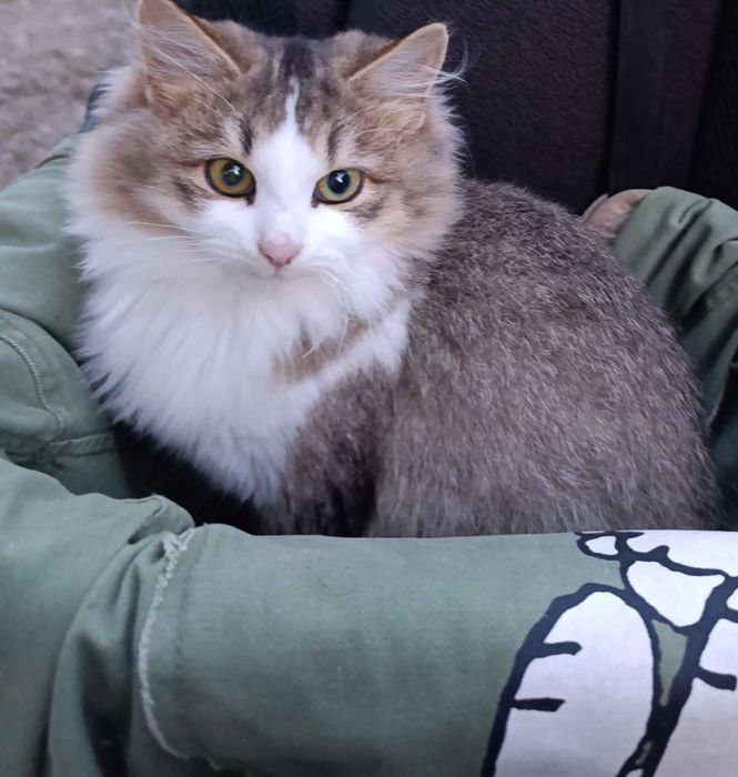 Кошеня  кішка гарненька