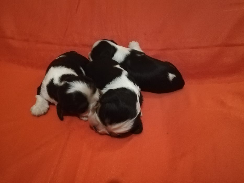 Cavalier King Charles Spaniel