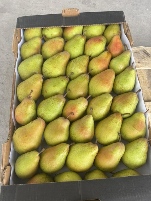 Продам грушу оптом