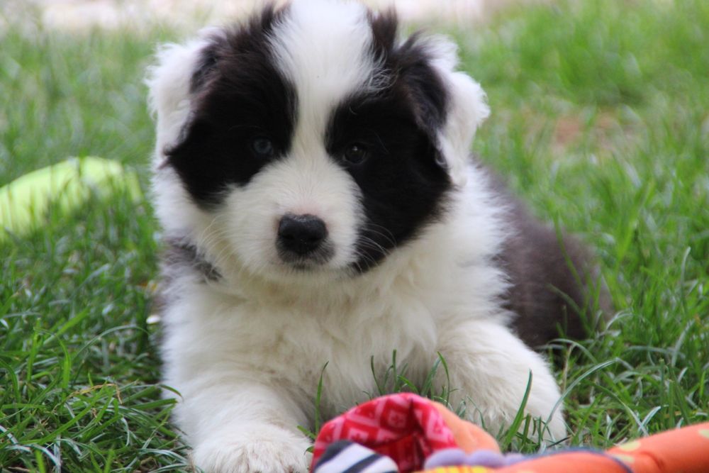 Chłopiec border collie