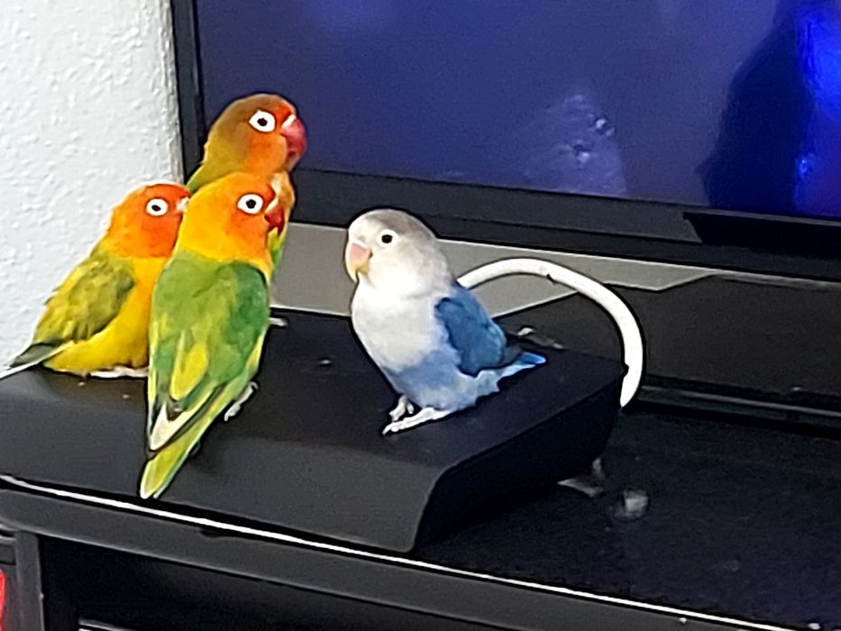 Agapornis Fischers Opalino.