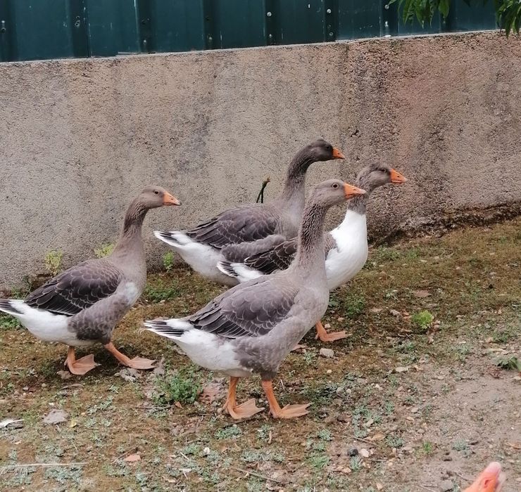 Vendo Gansos com 2 meses