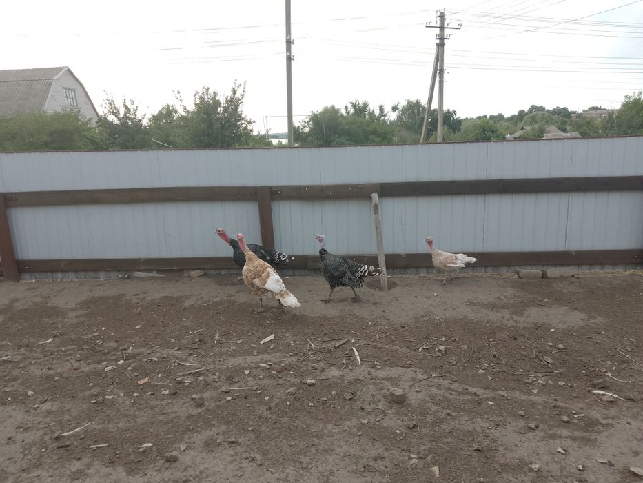 Продам індиків і індичку