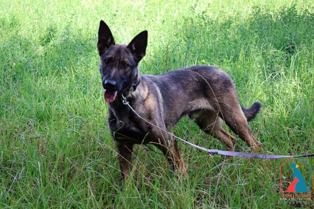 Forest 256/25 - SZUKA DOMU!