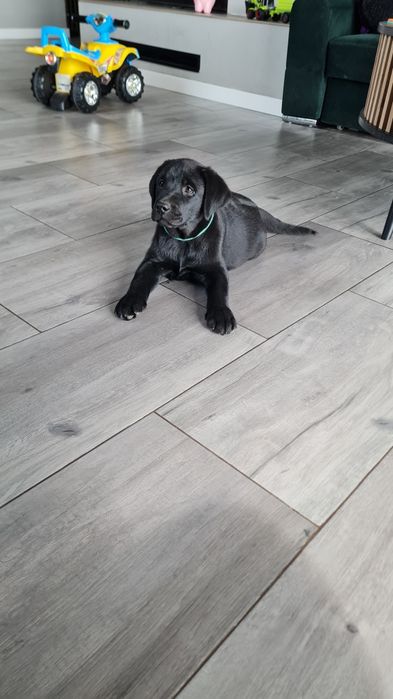 Czarny samiec Labrador Retriever ZKwP FCI