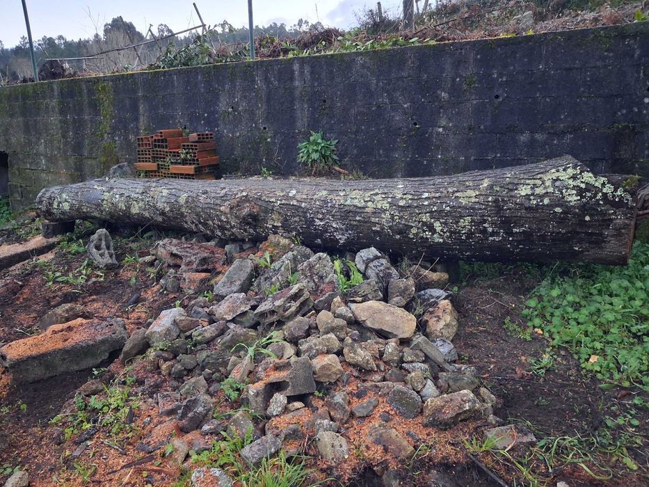 Tronco de castaneiro