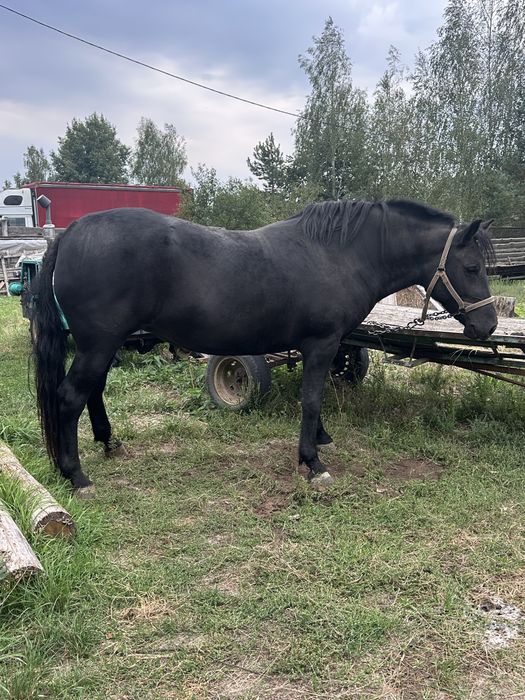 продається кобила 4 роки