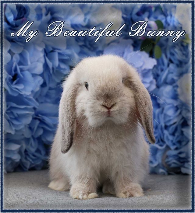 Młody Piękny króliczek Mini Lop - Pearl