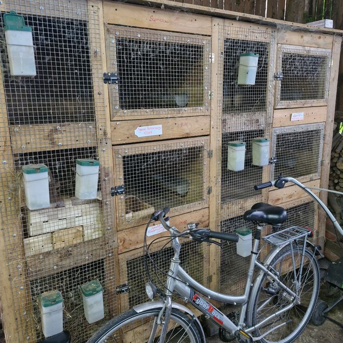 Klatki dla Królików