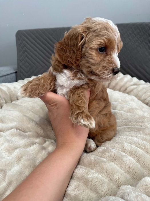 Sprzedam suczke maltipoo