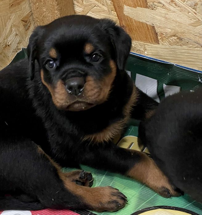 Ротвейлеры