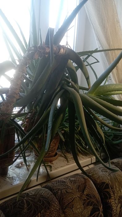 Рослина Алое вера