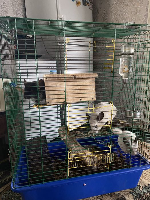 Грайлива пухнаста сімейка