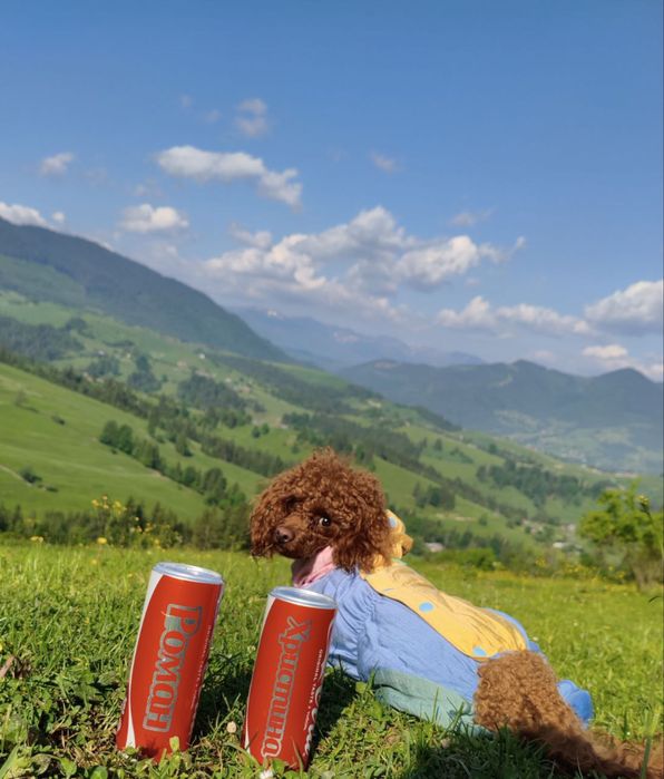 Той пудель цуценята КСУ FCI