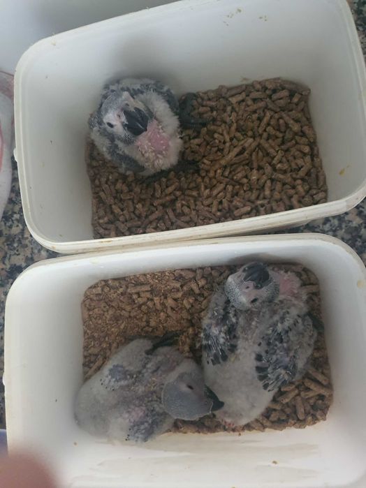 Psittacus Erithacus M adulto