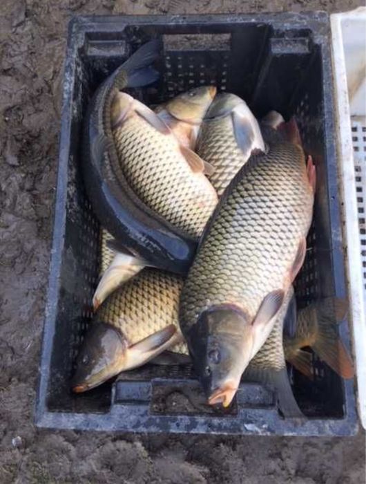 Жива Риба! КОРОП І КАРП товариний, мальок, для зариблення